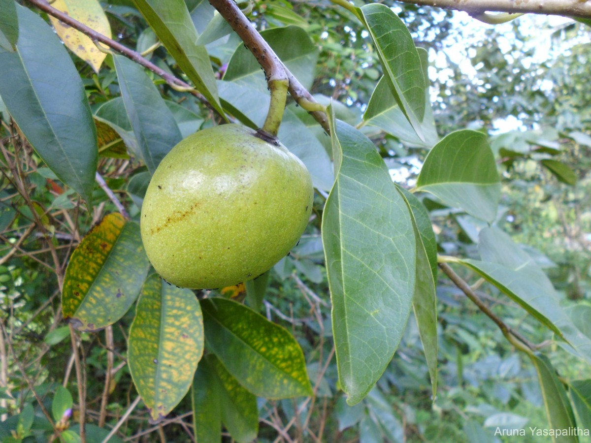 Annona glabra L.